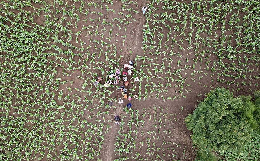 Les femmes de la coopérative dans les champs de maïs