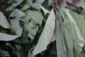 Les feuilles fraiches de manioc