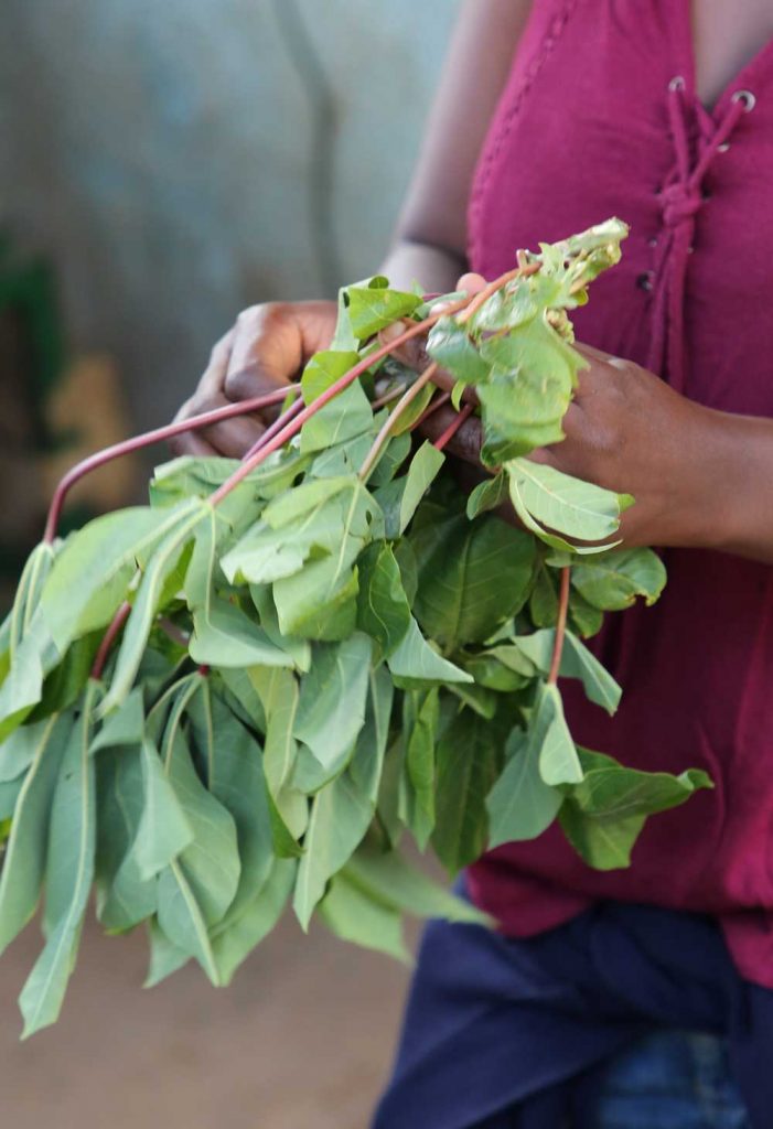 Les feuilles fraiches de manioc